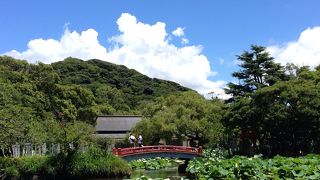 ハスが綺麗でした