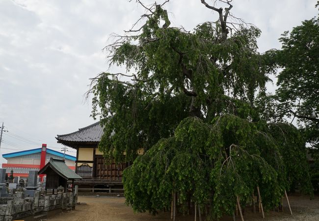 寄棟造りのがっちりした本堂の前に見事なしだれ桜