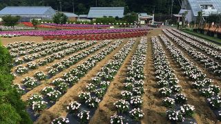 無料エリアで十分楽しめます