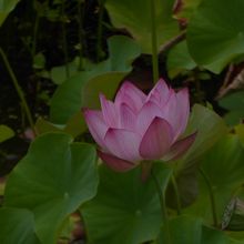 道すがら、美しい蓮の花が