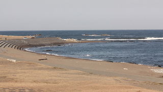 ワシカモメを見てきました。