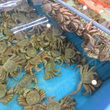 毛ガニうじゃうじゃ