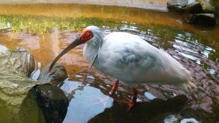 開館と同時がベストです。　トキまでほんとに2?でした。