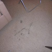 大きなシミが沢山あります　清潔感は無い