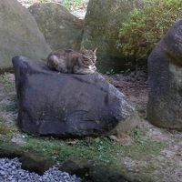 朝起きてお庭をみたら岩の上に猫がすわっていた。かわいい