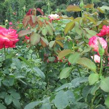 バラが咲いていました