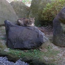 朝起きてお庭をみたら岩の上に猫がすわっていた。かわいい