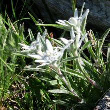 トレイルで見つけたエーデルワイズ
