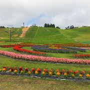 琵琶湖箱館山ユリ園でユリを見る！？