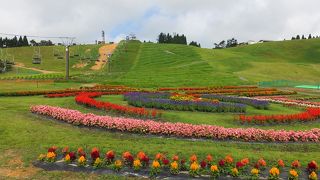 琵琶湖箱館山ユリ園でユリを見る！？
