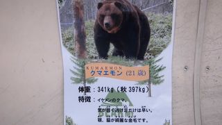 オスしかいません(^^♪メスは、野生の熊を呼び寄せてしまうため・・・