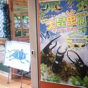 今年の夏休みは大昆虫展が開催