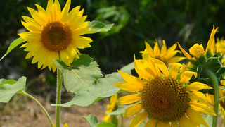 規模は小さいけれど…