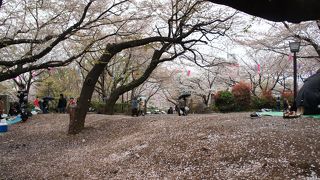 スーパーが近くにあって花見に便利