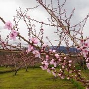 桃の花の時期には少し早くて何もありませんでした