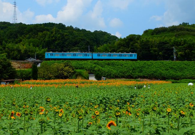 ひまわりと一緒に空を見上げよう。真夏の太陽と果てしなく真っ青な空が広がる