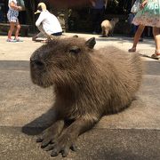 カピバラがカワイイ