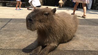 カピバラがカワイイ