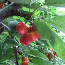 たわわなサクランボ