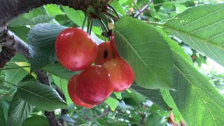 サクランボ狩りで利用