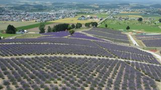 ラベンダーがきれいでした