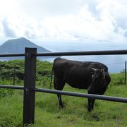 三原山や八丈島の景色がステキ！遠く青ヶ島も見えた！