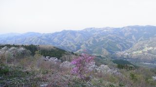桜を見ながら、高台からの絶景！