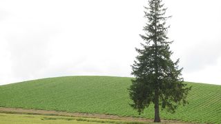 遠くから眺めます