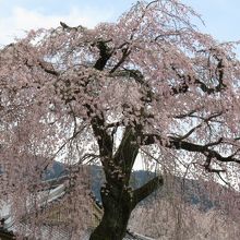 霊宝館の枝垂桜は見事。