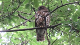 アオバズクが子育て中。