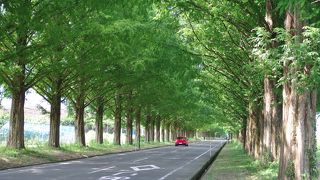 まっすぐ続く新・日本の街路樹百景