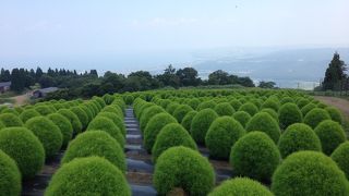 コキアパーク目当てで