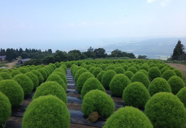 びわこ箱館山ゆり園 クチコミ アクセス 営業時間 今津 フォートラベル