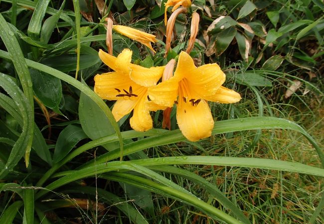 苗場山登山で高山植物・湿原植物を堪能してみませんか。苗場山ヒュッテのカレーはお奨め