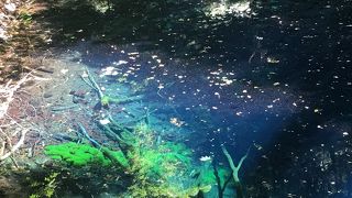 青池は、本当に青かったです。