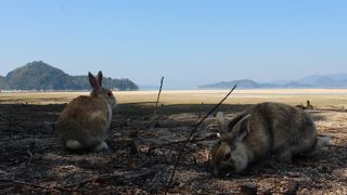毒ガス施設の廃墟が残るうさぎの楽園