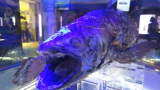 珍しい魚が多い深海水族館