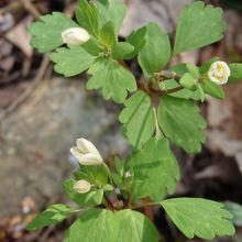 トオゴクサバノオ