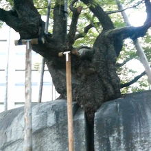 岩の間に根と幹をのばしています。