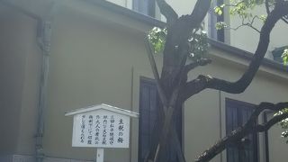 大石主税にゆかりの梅です