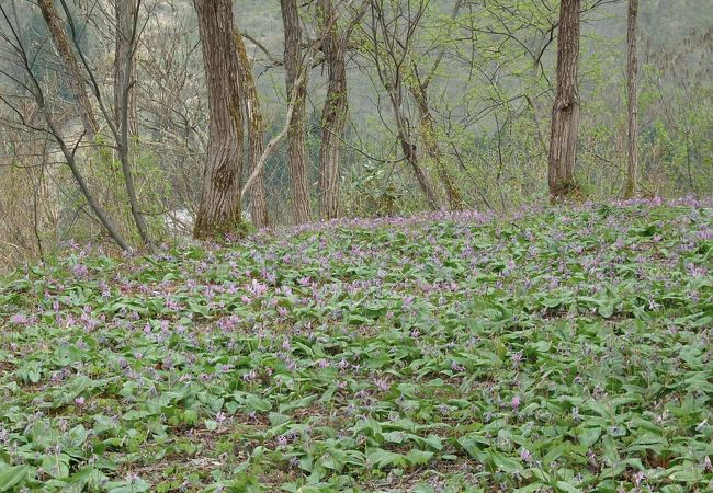 坂戸山で多くの種類の春の野花が見られますよ