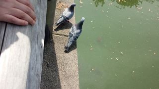 橋の上からがいいフォトスポットになってます