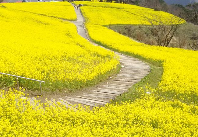 やっぱり菜の花の時が一番です。