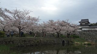 毎年桜を見に行きます