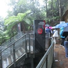 ブッシュウォーク