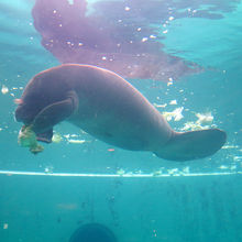 レタスを掴んで食べていました