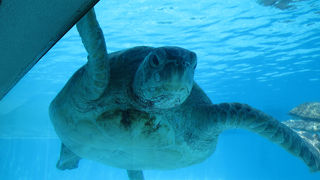 ウミガメを近くで見れます