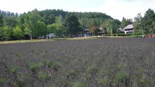 ラベンダーの畑がひろがる