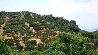 柑橘系の果樹園が広がる