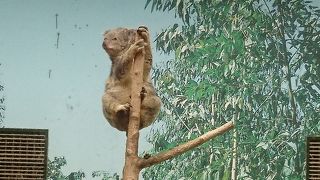 レアな動物と出会え、乗り物にも乗れます。